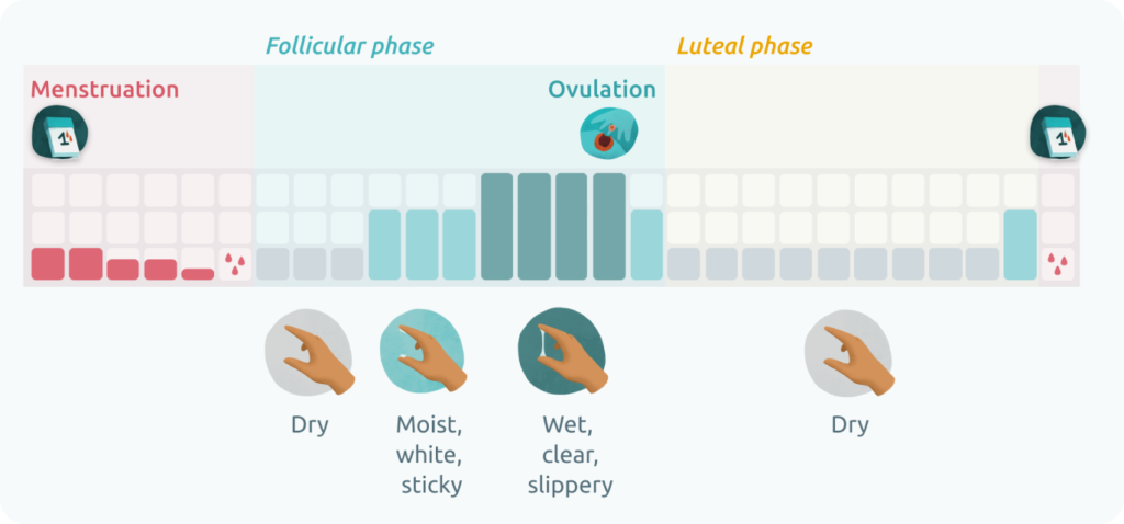 Cervical Mucus Stages and Tracking Ovulation